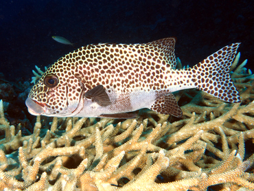 Many-Spotted Sweetlips - Plectorhinchus chaetodonoides - Great Barrier Reef, Australia