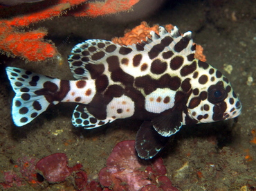Many-Spotted Sweetlips - Plectorhinchus chaetodonoides - Lembeh Strait, Indonesia