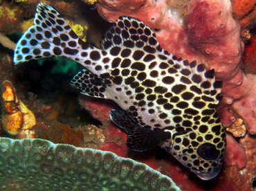 Many-Spotted Sweetlips - Plectorhinchus chaetodonoides - Lembeh Strait, Indonesia