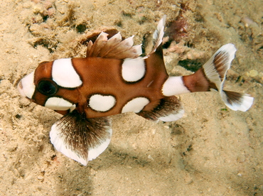 Many-Spotted Sweetlips - Plectorhinchus chaetodonoides - Fiji