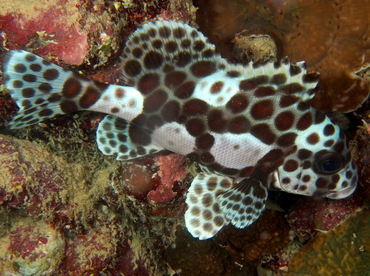 Many-Spotted Sweetlips - Plectorhinchus chaetodonoides - Fiji