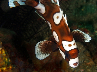 Many-Spotted Sweetlips - Plectorhinchus chaetodonoides - Anilao, Philippines