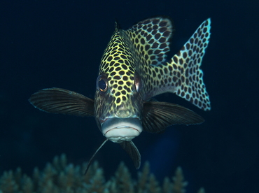 Many-Spotted Sweetlips - Plectorhinchus chaetodonoides - Palau