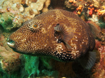 Map Puffer - Arothron mappa - Lembeh Strait, Indonesia