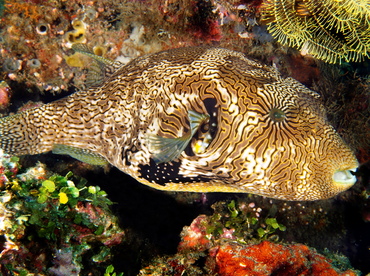 Map Puffer - Arothron mappa - Bali, Indonesia