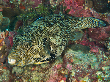 Map Puffer - Arothron mappa - Wakatobi, Indonesia