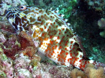 Marbled Hawkfish - Cirrhitus pinnulatus - Maui, Hawaii