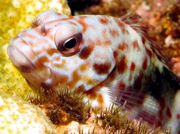 Marbled Hawkfish - Cirrhitus pinnulatus - Maui, Hawaii