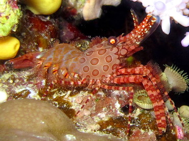 Marbled Shrimp - Saron marmoratus - Fiji