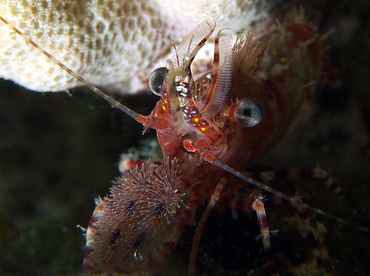 Marbled Shrimp - Saron marmoratus - Big Island, Hawaii