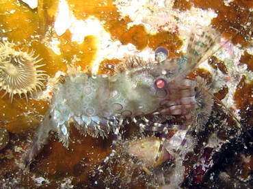 Marbled Shrimp - Saron marmoratus - Fiji