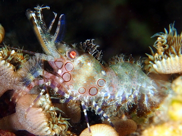 Marbled Shrimp - Saron marmoratus - Fiji