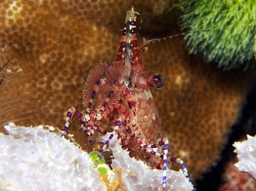 Marbled Shrimp - Saron marmoratus - Fiji