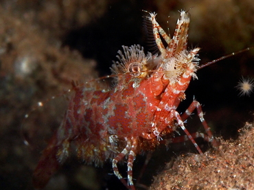 Marbled Shrimp - Saron marmoratus - Bali, Indonesia