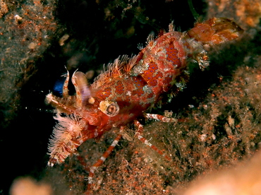 Marbled Shrimp - Saron marmoratus - Bali, Indonesia