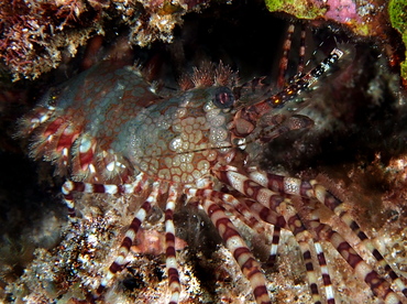 Marbled Shrimp - Saron marmoratus - Big Island, Hawaii