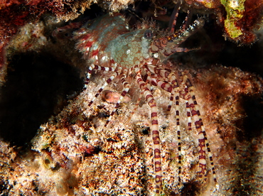 Marbled Shrimp - Saron marmoratus - Big Island, Hawaii