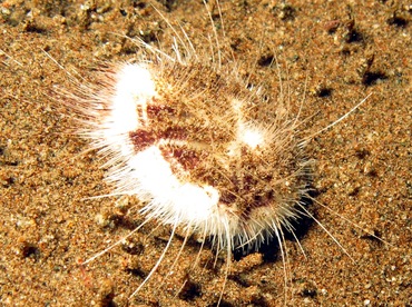 Longspine Heart Urchin - Maretia planulata - Dumaguete, Philippines