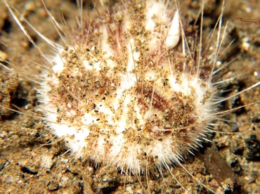 Longspine Heart Urchin - Maretia planulata - Dumaguete, Philippines