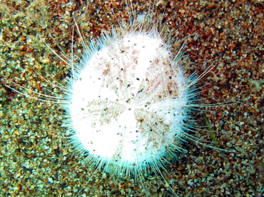 Longspine Heart Urchin - Maretia planulata - Dumaguete, Philippines
