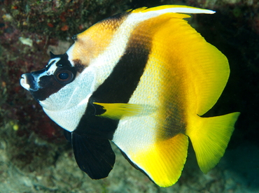 Masked Bannerfish - Heniochus monoceros - Fiji