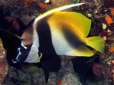 Masked Bannerfish - Heniochus monoceros - Great Barrier Reef, Australia