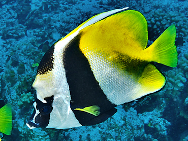 Masked Bannerfish - Heniochus monoceros - Great Barrier Reef, Australia