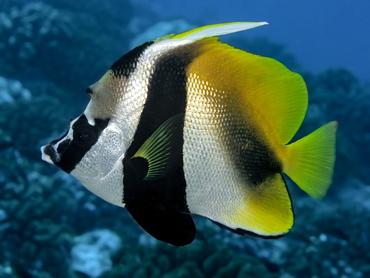 Masked Bannerfish - Heniochus monoceros - Rangiroa, French Polynesia