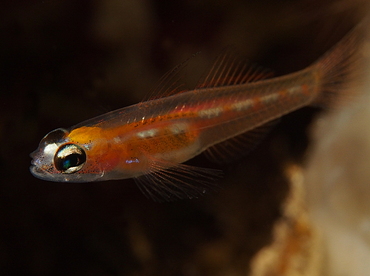 Masked Goby - Coryphopterus personatus - Belize