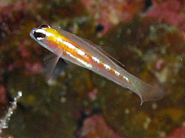 Masked Goby - Coryphopterus personatus - Grand Cayman