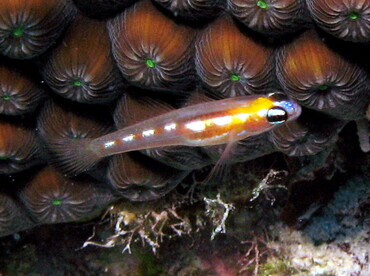 Masked Goby - Coryphopterus personatus - Nassau, Bahamas