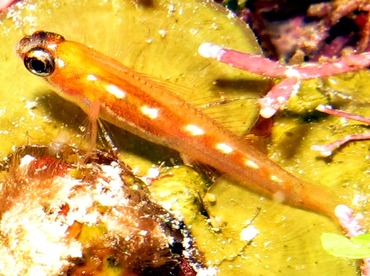 Masked Goby - Coryphopterus personatus - Belize