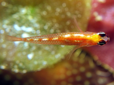 Masked Goby - Coryphopterus personatus - Cozumel, Mexico