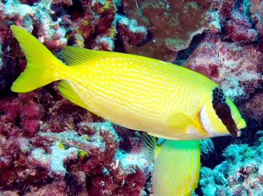 Masked Rabbitfish - Siganus puellus - Palau