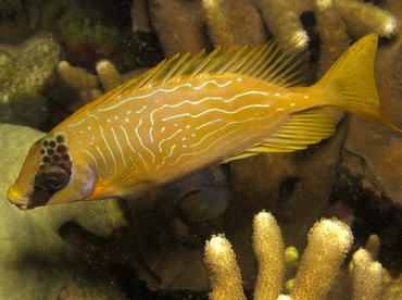 Masked Rabbitfish - Siganus puellus - Yap, Micronesia