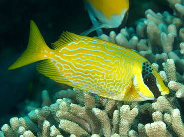 Masked Rabbitfish - Siganus puellus - Wakatobi, Indonesia