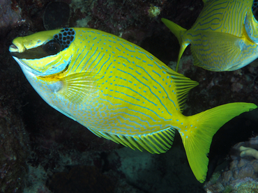 Masked Rabbitfish - Siganus puellus - Great Barrier Reef, Australia