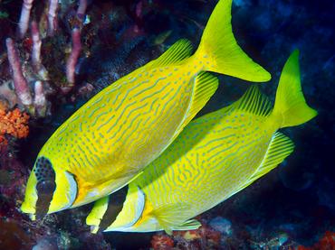 Masked Rabbitfish - Siganus puellus - Komodo, Indonesia