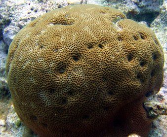 Massive Starlet Coral - Siderastrea siderea - Key Largo, Florida