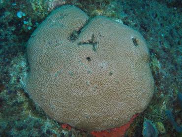 Massive Starlet Coral - Siderastrea siderea - British Virgin Islands