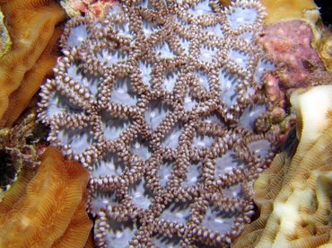 Mat Zoanthid - Zoanthus pulchellus - Bonaire