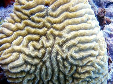 Maze Coral - Meandrina meandrites - Key Largo, Florida