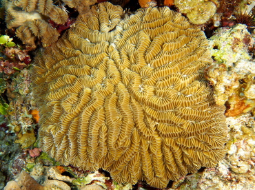 Maze Coral - Meandrina meandrites - Cozumel, Mexico