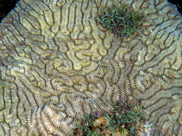 Maze Coral - Meandrina meandrites - Bonaire