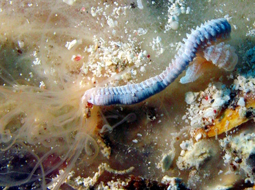 Medusa Worm - Loimia medusa - Grand Cayman