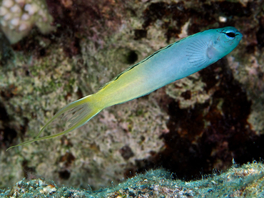 Yellowtail Fangblenny - Meiacanthus atrodorsalis - Great Barrier Reef, Australia