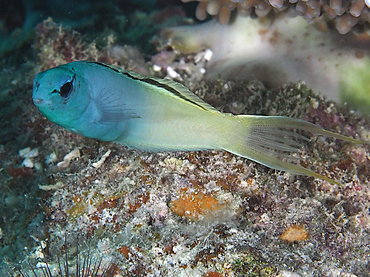 Yellowtail Fangblenny - Meiacanthus atrodorsalis - Great Barrier Reef, Australia