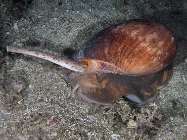 Crowned Baler - Melo aethiopicus - Komodo, Indonesia
