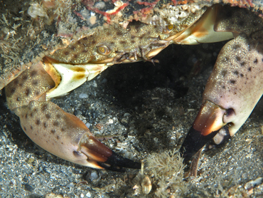 Florida Stone Crab - Menippe mercenaria - Blue Heron Bridge, Florida
