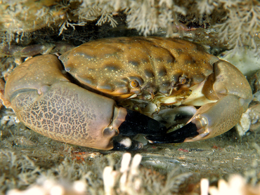 Cuban Stone Crab - Menippe nodifrons - Blue Heron Bridge, Florida